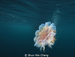 Portrait of lion's mane jellyfish by Shuo-Wei Chang 